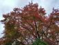 Preview: Hübscher rotfärbender Ahorn - der Acer maximowiczianum