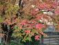 Preview: Im Herbst färbt sich der Nikko-Ahorn rot.