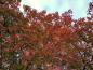 Preview: Nikko-Ahorn mit prächtiger roter Herbstfärbung