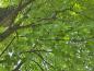 Preview: Kleine Blätter des Rotahorns im Juli