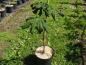 Preview: Aesculus hippocastanum Pyramidalis, Beispielpflanze aus Sommer 2024