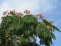 Preview: Albizia julibrissin mit rosa Blüten