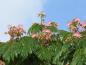 Preview: Sommerliche Blüte des Seidenbaums