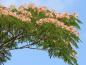 Preview: Seidenbaum mit  hübschen rosa Blüten