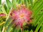 Preview: Puschelige rosa Blüte des Seidenbaums