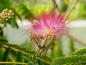 Preview: Seidenbaum - Nahaufnahme der rosa Blüte