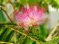 Preview: Zarte rosa Blüte des Seidenbaums