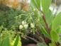 Preview: Smultronträd, Arbutus unedo