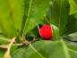 Preview: Süße Frucht des Erdbeerbaums