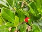 Preview: Erdbeerbaum mit roter Frucht