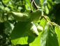 Preview: Früchte der Asimina triloba