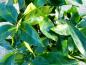 Preview: Immergrüne Blätter der Japanische Aukube