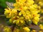 Preview: Leuchtende Blüte der Berberis ottawensis Silver Miles