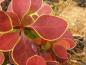Preview: Berberitze Orange Sunrise - gelbrandige, rote Blätter