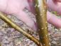 Preview: Betula medwediewii Gold Bark: Typische Rinde