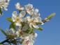 Preview: Die Blüten der Guten Luise sind eine wertvolle Nahrungsquelle für Bienen und andere Insekten.