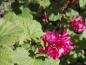 Preview: Blutjohannisbeere Pulborough Scarlet - leuchtend rote Blüten