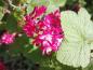 Preview: Hübsche, dunkelrote Blüten der Blutjohannisbeere Pulborough Scarlet