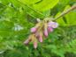 Preview: Rosenrobinia, Robinia hispida Macrophylla
