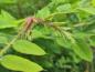 Preview: Rosenrobinia, Robinia hispida Macrophylla