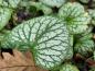 Preview: Brokbladig kaukasisk förgätmigej, Brunnera macrophylla Jack Frost