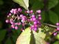 Preview: Hübscher lila Fruchtschmuck des Liebesperlenstrauchs
