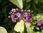 Preview: Liebesperlenstrauch mit hübschen violetten Früchten