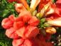 Preview: Orange-rote Blüten der Trompetenblume Summer Jazz