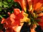 Preview: Dei Trompetenblume Trompetenblume Summer Jazz blüht mit orangeroten Blüten.