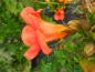 Preview: Auffällige orangerote Blüte - Trompetenblume Summer Jazz