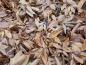 Preview: Herbstliche Blätter der Spottnuss-Hickory