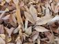 Preview: Herbstlaub der Carya tomentosa