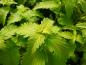 Preview: Bartblume Hint of Gold - hellgrüne Blätter im Sommer