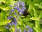 Preview: Die Bartblume Worcester Gold ist eine gute Bienennährpflanze.