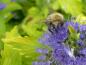Preview: Bienennährpflanze Bartblume Worcester Gold