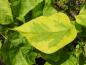 Preview: Gelbgerandeter Trompetenbaum, Catalpa bignonioides Variegata