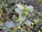 Preview: Städsegrön säckbuske, Ceanothus prostratus