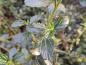 Preview: Städsegrön säckbuske, Ceanothus prostratus