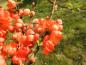 Preview: Zierquitte Orange Trail mit orangen Blüten