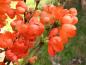 Preview: Orange Blütenpracht im frühen Frühjahr: die Zierquitte Orange Trail