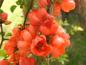 Preview: Orange Blüten im April - Zierquitte Orange Trail