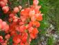 Preview: Bodendecker mit orangen Blüten: die Zierquitte Orange Trail