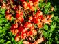 Preview: Orange Blüten der Zierquitte Orange Trail