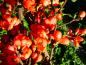 Preview: Orange Blüte der Zierquitte Orange Trail