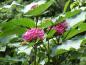 Preview: Clerodendrum bungei