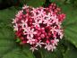 Preview: Clerodendrum bungei, Clerodendron bungei