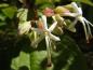 Preview: Die Blüten des Losbaumes in Nahaufnahme