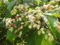Preview: Clerodendron trichonotum Blüten und Früchte