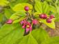 Preview: Clerodendrum trichotomum fargesii