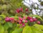 Preview: Clerodendrum trichotomum fargesii